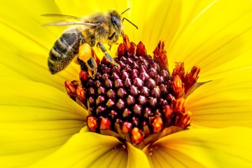 Une étude montre des biais dans l’évaluation de la toxicité des néonicotinoïdes pour les pollinisateurs sauvages