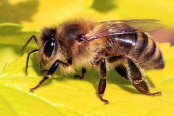 Les abeilles peuvent détecter le cancer du poumon, selon une étude !