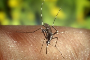 Climate change is linked to a global surge in dengue cases including in Americas, Europe