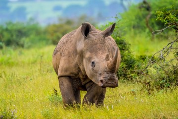 Des puces radioactives injectées dans les cornes des rhinocéros pour lutter contre le braconnage