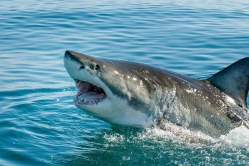 Requins en France : quel niveau de danger près de nos côtes ? Doit-on s'inquiéter à l'approche des vacances d'été ?