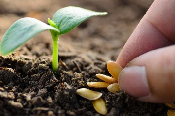 Calendrier des semis pour le mois de juillet en France : que planter et quelles tâches effectuer ?