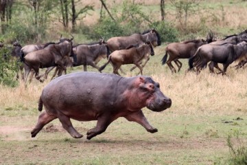 High speed video shows hippos get airborne when running