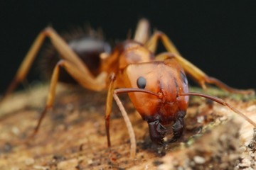 Les fourmis amputent les membres de leurs camarades blessées pour leur sauver la vie