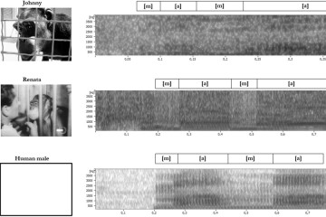 Old videos of chimpanzees suggest they are capable of speech