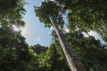 Une étude révèle un pouvoir insoupçonné des arbres dans la lutte contre le réchauffement climatique