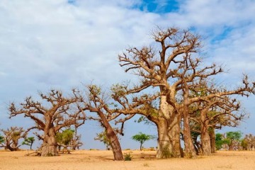 Baobab trees all come from Madagascar – new study reveals that their seeds and seedlings floated to mainland Africa and all the way to Australia