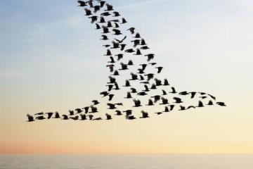 Le changement climatique menace les habitats des oiseaux migrateurs en Europe