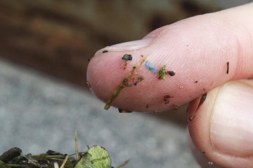 Microplastics are everywhere, but are they harming us?