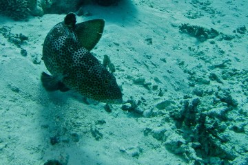 Fishing disrupts squaretail grouper mating behavior, study finds