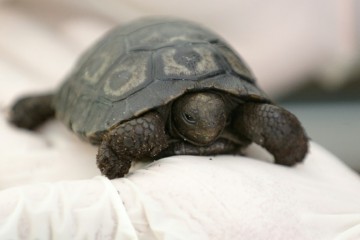 Naissance d’une tortue des Galapagos à Ajaccio, une première en France