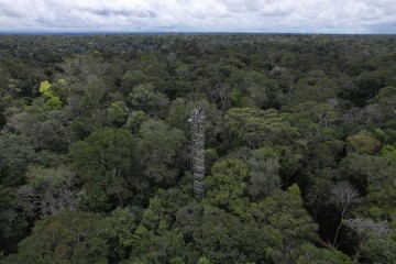 Amazon rainforest stores carbon for the world, but this carbon sink is at risk, a study finds