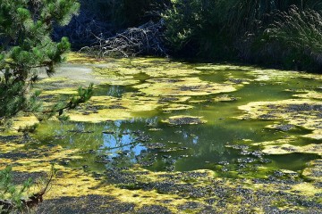 Le changement climatique et l’eutrophisation affaiblissent la biodiversité des milieux d’eau douce