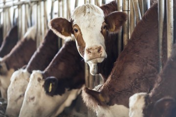 Les banques financent l’élevage industriel au mépris de leurs engagements climatiques