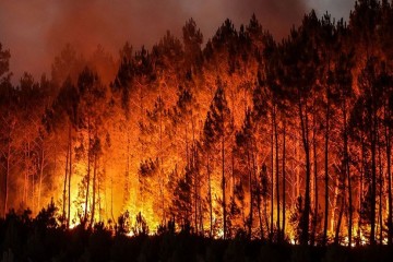 Crise climatique : les incendies responsables de l'émission de plus de 8 milliards de tonnes de CO2 dans le monde entre 2023 et 2024