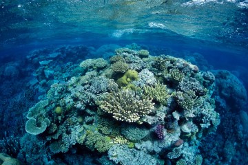 ‘Humanity is failing’: official report warns our chance to save the Great Barrier Reef is fast closing