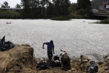 A climate-related mass die-off leaves over 100 tons of dead fish collecting at a Greek port