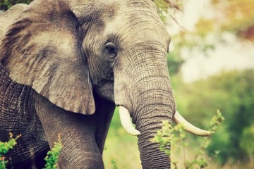 Charlie, le dernier éléphant du zoo national sud-africain, libéré après 40 ans de captivité