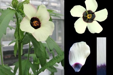 Flowers use adjustable 'paint by numbers' petal designs to attract pollinators, researchers discover