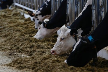 Climat : la France cherche à résoudre le « paradoxe de la vache qui broute »