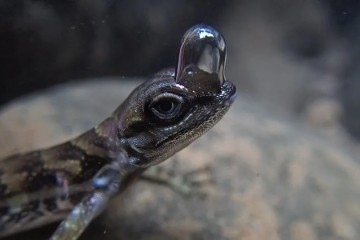 Diving lizard’s built-in ‘scuba tank’ allows it to breathe underwater, scientists say