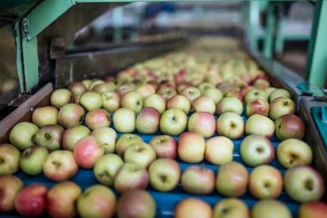 Fungi to the rescue: South African scientists use innovative approach to protect apple trees