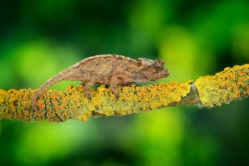 Découverte d’une toute nouvelle espèce de caméléon absolument minuscule (et adorable)