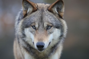 Loups : une nouvelle évaluation en décembre, possible « moment clé pour augmenter la capacité de prélèvement », déclare Barnier