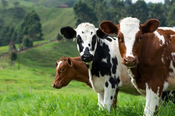 Methane emissions from dairy farms higher than thought -- but conversion could reduce emissions