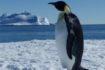 L'Antarctique devient "vert" : comment expliquer ce phénomène ?