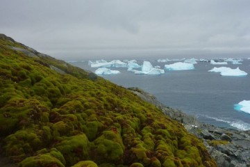 Antarctic 'greening' at dramatic rate