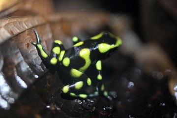 Un marché légal d’amphibiens, « solution » pour assécher le trafic en Colombie