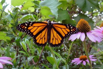 The monarch butterfly may not be endangered, but its migration is, researchers find