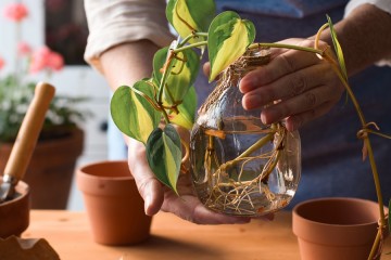 Quelles sont ces 5 plantes qui poussent dans l'eau et que vous pouvez avoir chez vous ?