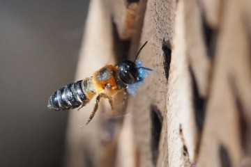 Dernière minute : la pollution plastique menace les abeilles et la sécurité alimentaire mondiale