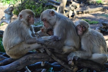 Keeping fewer friends protects aging monkeys from diseases, study finds