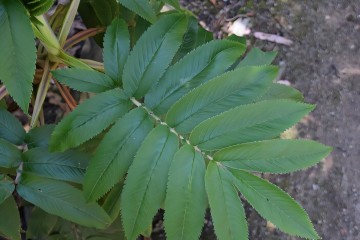 Rwandan scientists find trees with high power potential