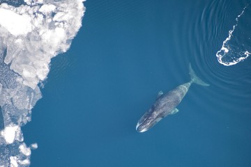 Commercial whaling and climate change are inhibiting evolutionary change in Arctic whales