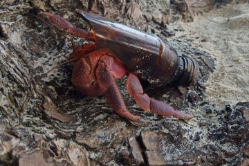 Comment les espèces marines s’adaptent au plastique ?