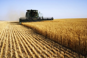 Climate crisis: Extreme weather means UK faces worst wheat yields in 40 years, farmers’ union says