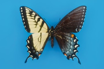 Ce papillon est moitié mâle, moitié femelle