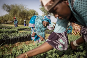$14 Billion Raised For Great Green Wall to Continue Planting Trees Across Africa, Keeping Sahara From Destroying Villages