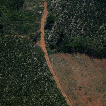 What can world leaders do to make COP26 deforestation pledge a success?