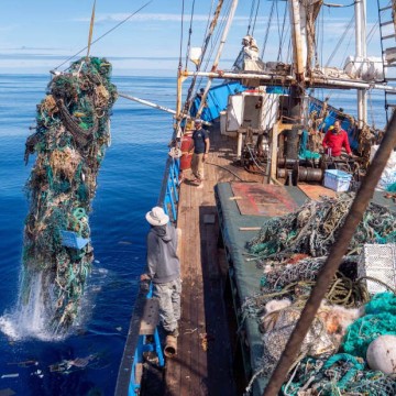 Scientists Discover Coastal Marine Life Thriving on Plastic Ocean Trash