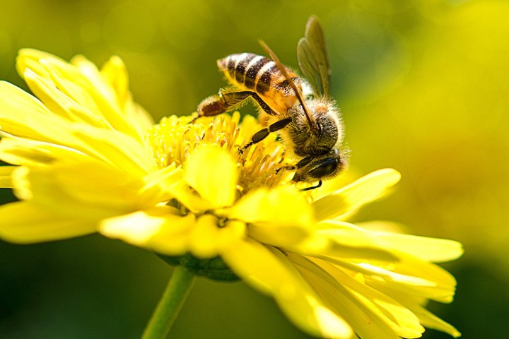 Loss of bees causes shortage of key food crops, study finds