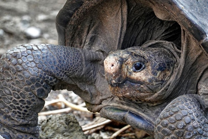 Réapparition d’une espèce de tortue géante aux Galapagos déclarée éteinte