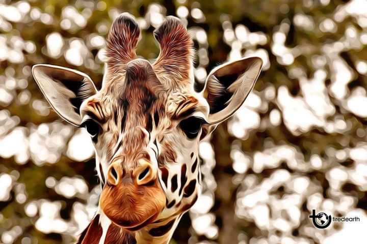 Journée mondiale de la girafe