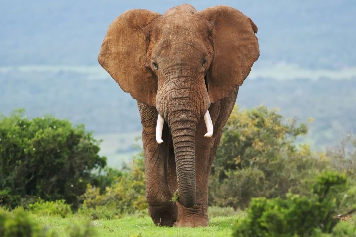 World Elephant Day 2021: 12 Interesting Facts About Elephants On This Day