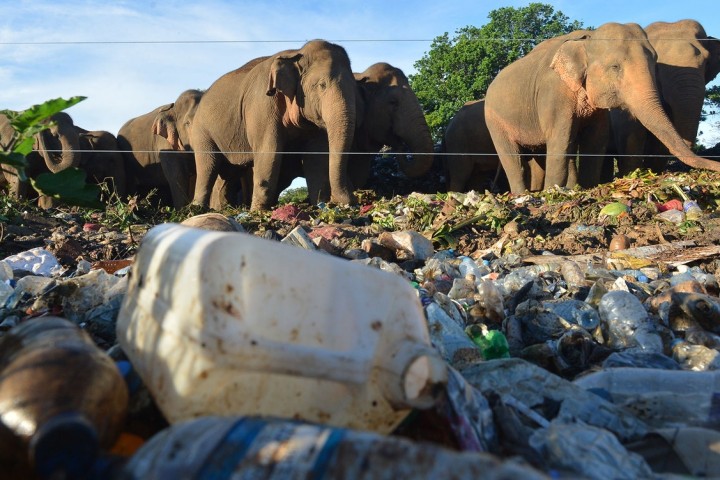 Le plastique menace les espèces migratrices en Asie-Pacifique, selon l’Onu