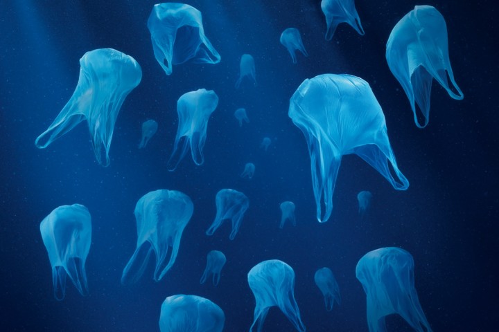 Plastique : les conséquences de la pollution sur la biodiversité
